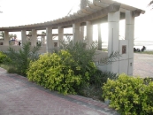 Pergola